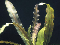 Снимка на Aponogeton rigidifolius, (H.W.E. van Bruggen, 1962)